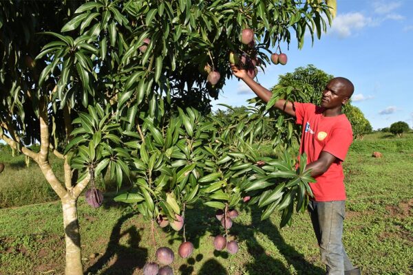 Kitti Community Mobilization for Environmental Preservation