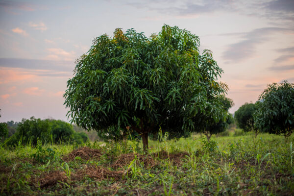 Kitti Community Mobilization for Environmental Preservation